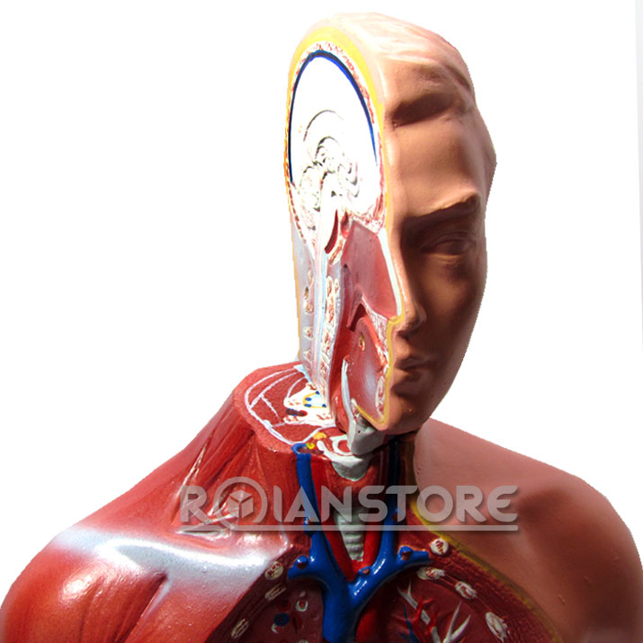 Modelo Anatómico Humano 15 Piezas - Torso, Cráneo Y órganos, 28 Cm