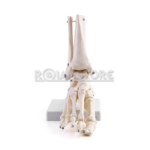 Modelo Anatómico de Estudio Pie Humano sin Ligamentos - Imagen 2