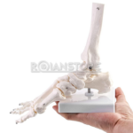 Modelo Anatómico de Estudio Pie Humano sin Ligamentos - Imagen 10