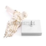 Modelo Anatómico de Estudio Pie Humano sin Ligamentos - Imagen 12