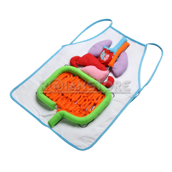 Instrumentos De Ciencia y Medición Dactic Delantal Cuerpo Humano Armable Dactic Unidad