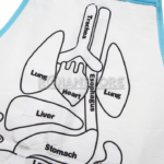 Instrumentos De Ciencia y Medición Dactic Delantal Cuerpo Humano Armable Dactic Unidad - Imagen 11