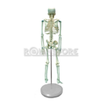 Modelo Anatómico de Estudio Esqueleto Humano 85 cms - Imagen 12