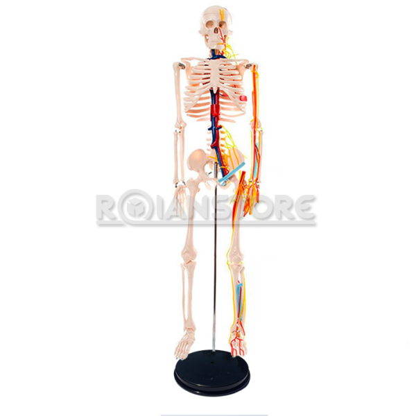 Modelo Anatómico Esqueleto Humano 85 cms Nervio y Vasos