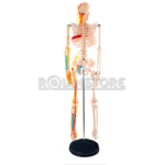 Modelo Anatómico Esqueleto Humano 85 cms Nervio y Vasos - Imagen 20