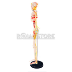 Modelo Anatómico Esqueleto Humano 85 cms Nervio y Vasos - Imagen 16