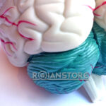 Modelo Anatómico De Estudio Cerebro Con Arterias 3 Piezas - Imagen 3