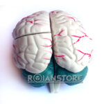 Modelo Anatómico De Estudio Cerebro Con Arterias 3 Piezas