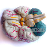 Modelo Anatómico De Estudio Cerebro Con Arterias 3 Piezas - Imagen 4
