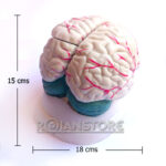 Modelo Anatómico De Estudio Cerebro Con Arterias 3 Piezas - Imagen 5