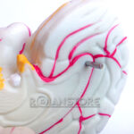 Modelo Anatómico De Estudio Cerebro Con Arterias 3 Piezas - Imagen 6