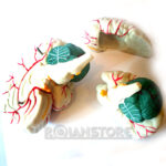 Modelo Anatómico De Estudio Cerebro Con Arterias 3 Piezas - Imagen 2