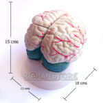 Modelo Anatómico De Estudio Cerebro Con Arterias 3 Piezas - Imagen 8