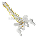 Modelo Anatómico de Estudio Columna Vertebral 45 cm - Imagen 2