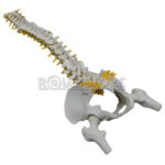 Modelo Anatómico de Estudio Columna Vertebral 45 cm - Imagen 8