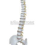 Modelo Anatómico de Estudio Columna Vertebral 45 cm - Imagen 9