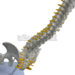 Modelo Anatómico de Estudio Columna Vertebral 45 cm - Imagen 5