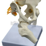 Modelo Anatómico de Estudio Columna Vertebral 45 cm - Imagen 11