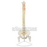 Modelo Anatómico de Estudio Columna Vertebral 85cm - Imagen 2