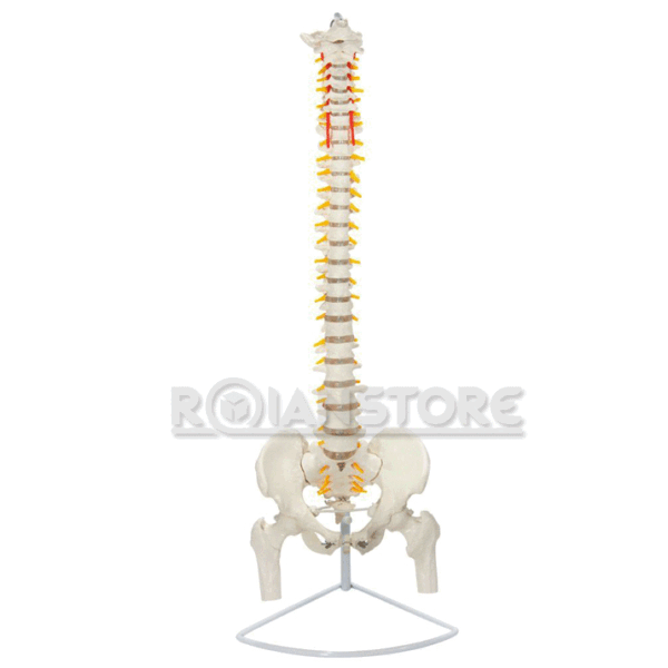 Modelo Anatómico de Estudio Columna Vertebral 85cm