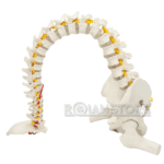 Modelo Anatómico de Estudio Columna Vertebral 85cm - Imagen 3