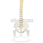 Modelo Anatómico de Estudio Columna Vertebral 85cm - Imagen 12