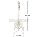Modelo Anatómico de Estudio Columna Vertebral 85cm - Imagen 5