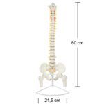 Modelo Anatómico de Estudio Columna Vertebral 85cm - Imagen 14