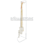 Modelo Anatómico de Estudio Columna Vertebral 85cm - Imagen 15