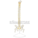 Modelo Anatómico de Estudio Columna Vertebral 85cm - Imagen 17