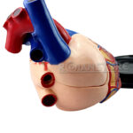 Modelo Anatómico de Estudio Corazón Órganos Extraíbles - Imagen 4