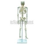 Modelo Anatómico de Estudio Esqueleto Humano 85 cms - Imagen 8