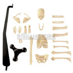 Esqueleto Humano Educativo Con Base y Soporte 42 Cm - Imagen 3