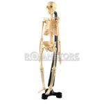 Esqueleto Humano Educativo Con Base y Soporte 42 Cm
