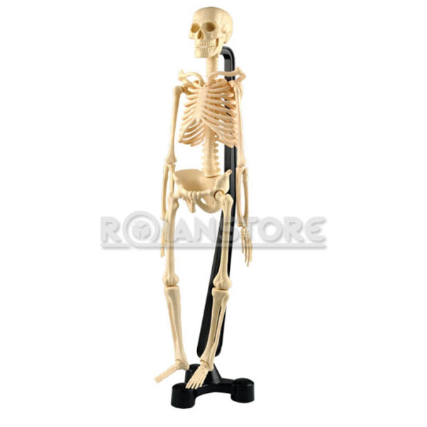 Esqueleto Humano Educativo Con Base y Soporte 42 Cm