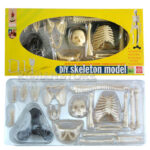 Esqueleto Humano Educativo Con Base y Soporte 42 Cm - Imagen 2