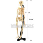 Esqueleto Humano Educativo Con Base y Soporte 42 Cm - Imagen 5