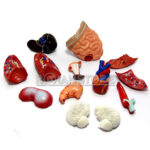 Modelo Anatómico 27 cm Torso Humano Plástico Órganos Extraíbles - Imagen 2