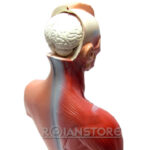 Modelo Anatómico 27 cm Torso Humano Plástico Órganos Extraíbles - Imagen 3