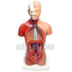 Modelo Anatómico 27 cm Torso Humano Plástico Órganos Extraíbles - Imagen 4