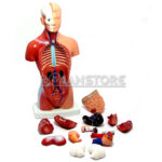 Modelo Anatómico 27 cm Torso Humano Plástico Órganos Extraíbles - Imagen 5