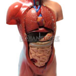 Modelo Anatómico 27 cm Torso Humano Plástico Órganos Extraíbles - Imagen 6