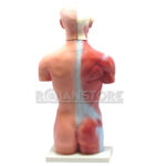 Modelo Anatómico 50 cms de Torso Cabeza y Cerebro Humano Órganos Extraíbles - Imagen 6