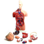 Modelo Anatómico 50 cms de Torso Cabeza y Cerebro Humano Órganos Extraíbles - Imagen 2
