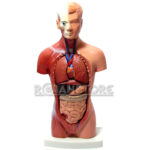 Modelo Anatómico 27 cm Torso Humano Plástico Órganos Extraíbles - Imagen 7