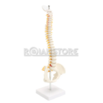 Modelo Anatómico de Estudio Columna Vertebral 45 cm