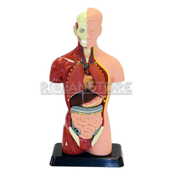 Modelo Anatómico 27 cm Torso Humano Plástico Órganos Extraíbles