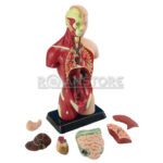 Modelo Anatómico 27 cm Torso Humano Plástico Órganos Extraíbles - Imagen 8