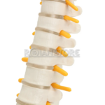 Modelo Anatómico de Estudio Columna Vertebral 45 cm - Imagen 12