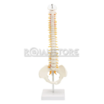 Modelo Anatómico de Estudio Columna Vertebral 45 cm - Imagen 13